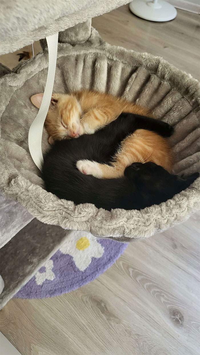 I Adopted These Two Bundles Of Joy Recently - They Seem To Have Settled In Quite Nicely. The Burnt One Is Named Haru, And The Lightly Toasted One Is Mango!