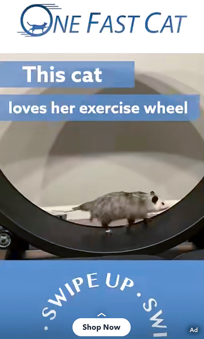 I Got This Ad On A Snapchat. Just Look At This Cat