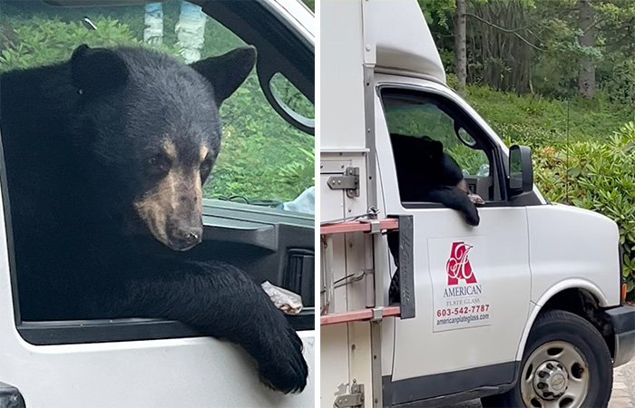 ‘New Employee’ Black Bear Leaves Staff Hungry After Helping Himself To Their Lunch