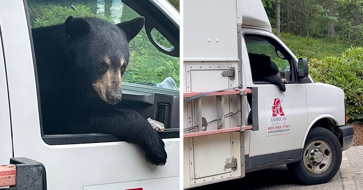 Company's 'New Employee' Black Bear Steals Workers' Lunch - Vimarsana News