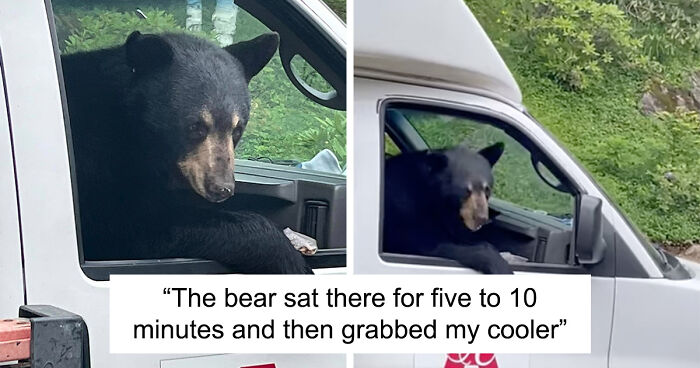 ‘New Employee’ Black Bear Leaves Staff Hungry After Helping Himself To Their Lunch