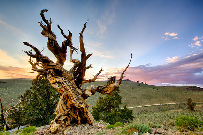 Methuselah tree on a hill 