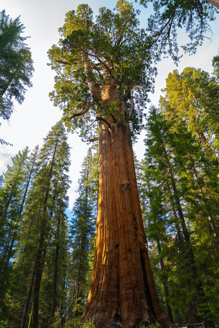 Tall General Sherman tree 