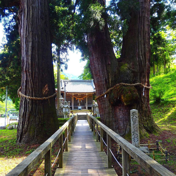 Kayano Ōsugi tree near a pathway 