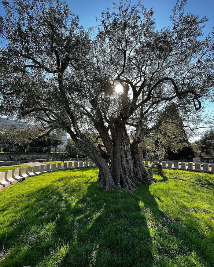 Stara Maslina tree exposed to sunlight and surrounded by gravestones
