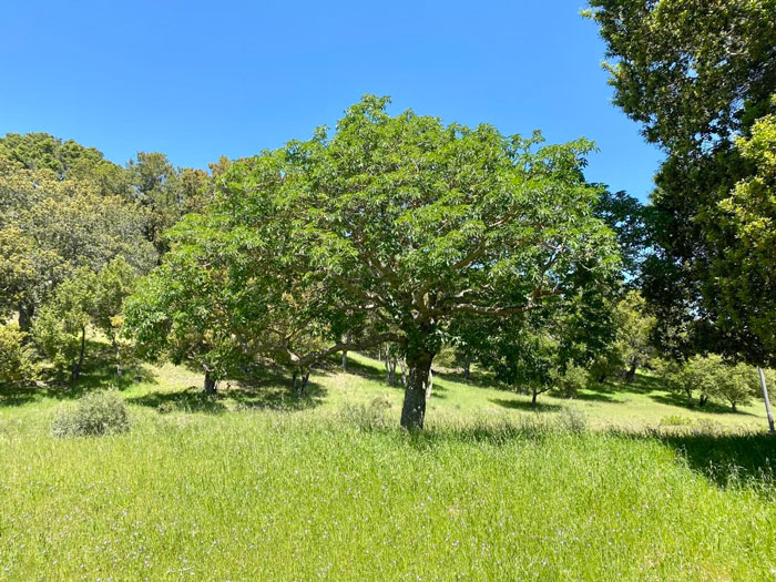 The Pechanga Great Oak Tree in a meadow 