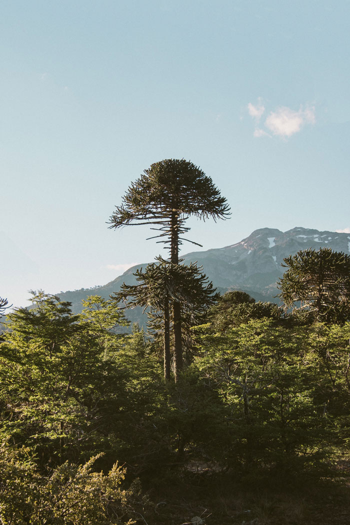 Tall Araucaria Madre tree above others 