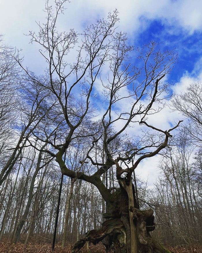 Tall Kongeegen tree without any leaves 