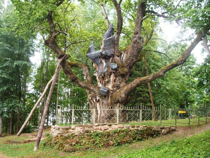 Stelmužė Oak supported by structures 