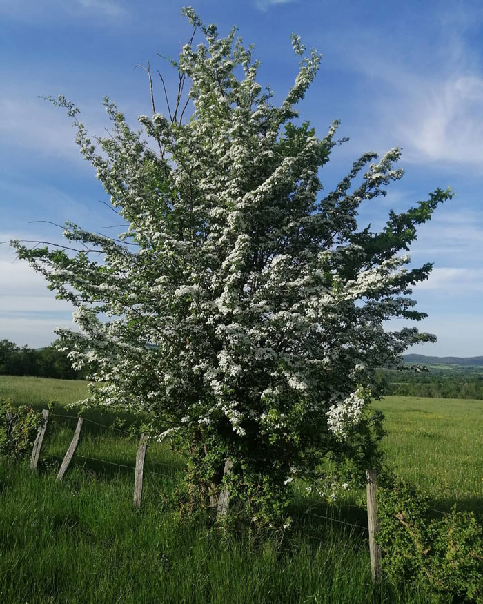 Aubépines tree with white blossoms 