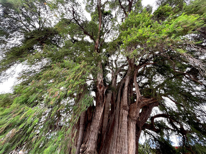 Tall Árbol Del Tule tree 