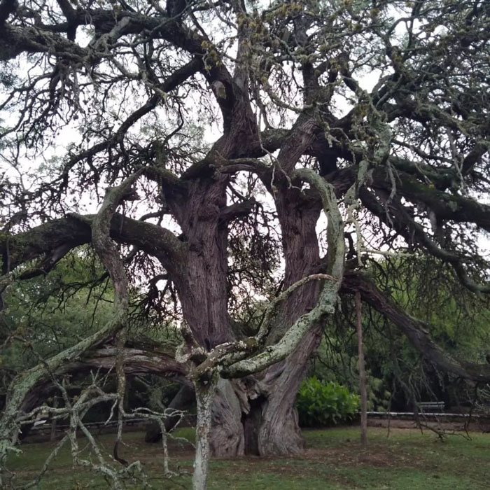 Algarrobo Abuelo tree with two different stems 
