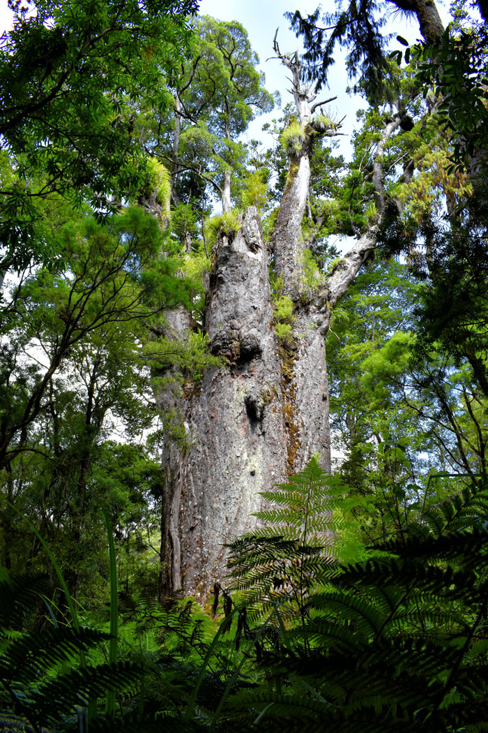 Tall Te Matua Ngahere tree 