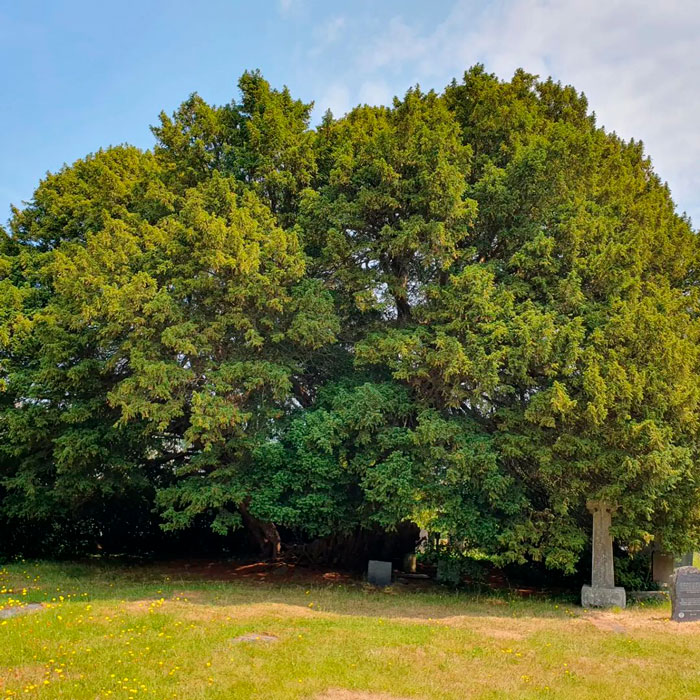 Llangernyw Yew tree near a cemetery 