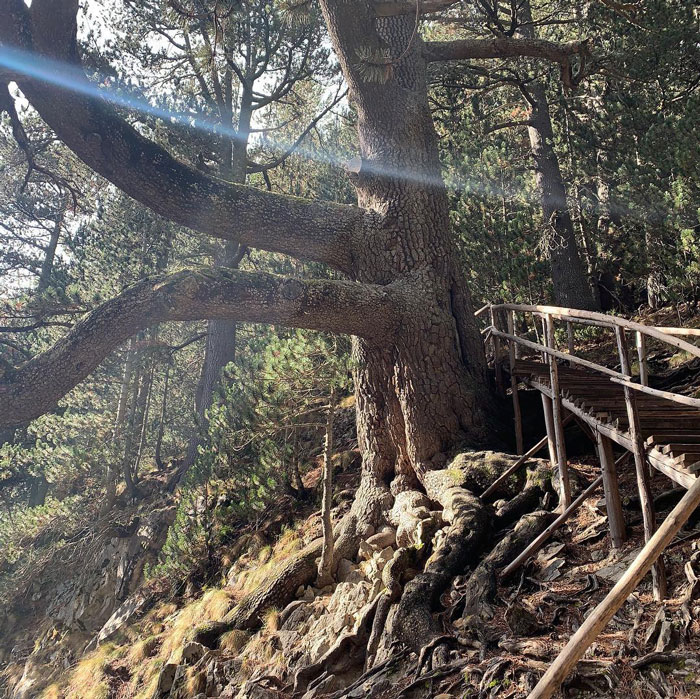 Baikushev's Pine tree near a pathway 