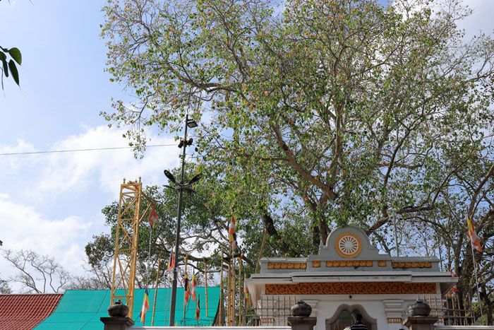 Jaya Sri Maha Bodhi near some buildings 