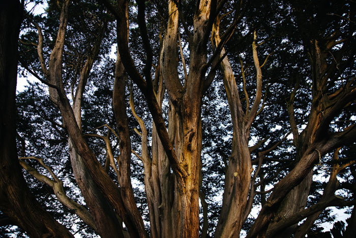 The Ancient Yew tree 