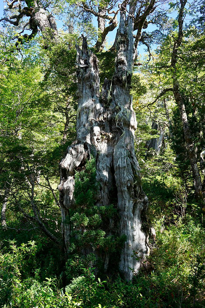 Alerce tree surrounded by multiple other trees 