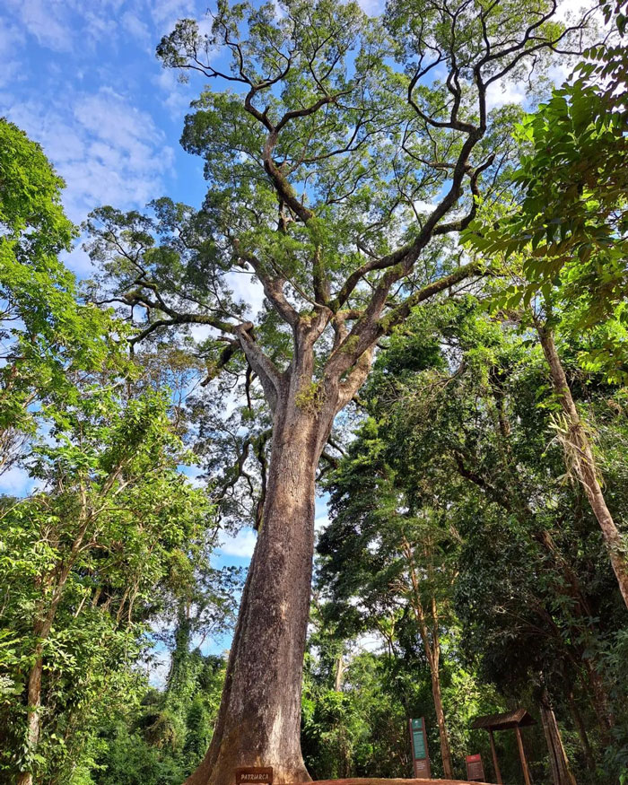 Tall Patriarca Da Floresta tree 