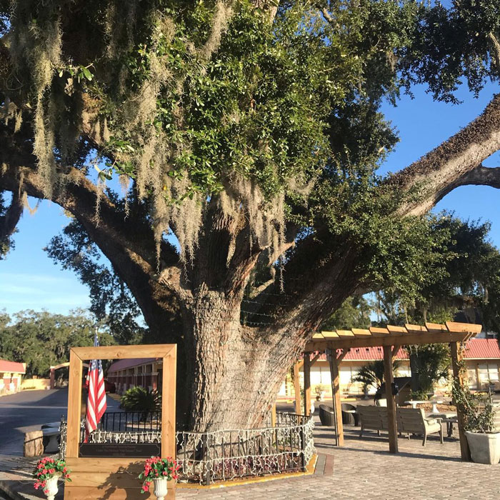 The Senator tree near a village 
