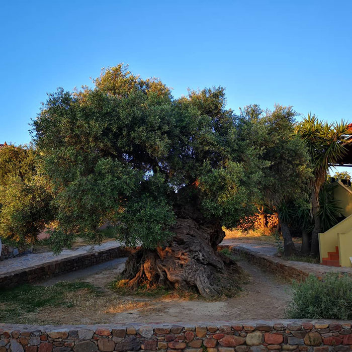 Olive Tree Of Vouves tree girded by rock wall 
