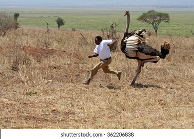 ostrich-attack-tarangire-national-park-260nw-362206838.jpg