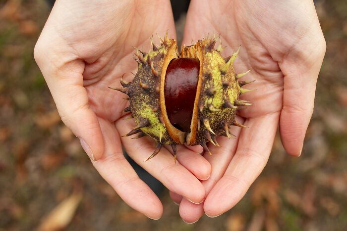 Person Holding A Chestnut In His Hands 
