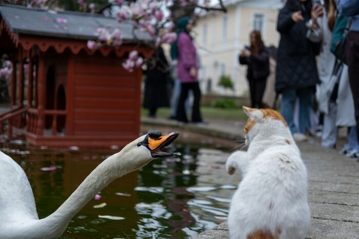 30 Hilarious Stories From Vets About Pets And Their Sometimes Clueless Owners