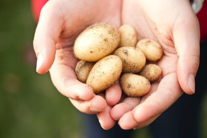 Person Holding Fresh Potatoes