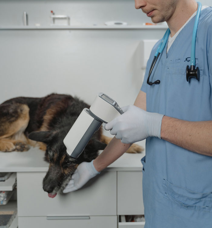 20 Divertidas historias de veterinarios sobre mascotas y sus dueños