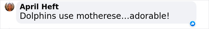New Discovery Of Dolphins Using Baby Talk With Their Offspring Provides Fascinating Insight Into Animal Parenting New Discovery Of Dolphins Using Baby Talk With Their Offspring Provides Fascinating Insight Into Animal Parenting