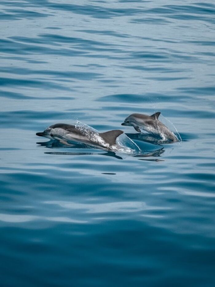 New Discovery Of Dolphins Using Baby Talk With Their Offspring Provides Fascinating Insight Into Animal Parenting