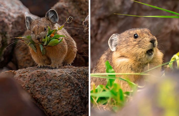 The Real-Life Pikachu: My 26 Pictures Of The American Pika (New Pics)