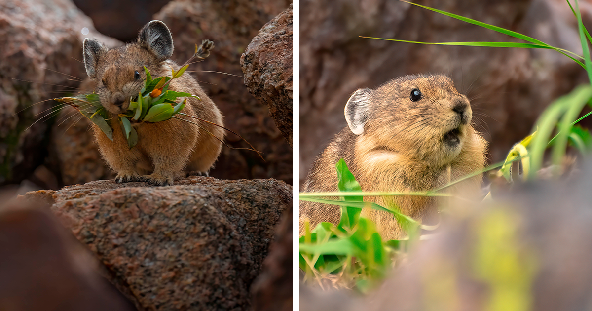 I Took Pictures Of My Favorite Animal – The American Pika (26 New Pics) - Vimarsana News