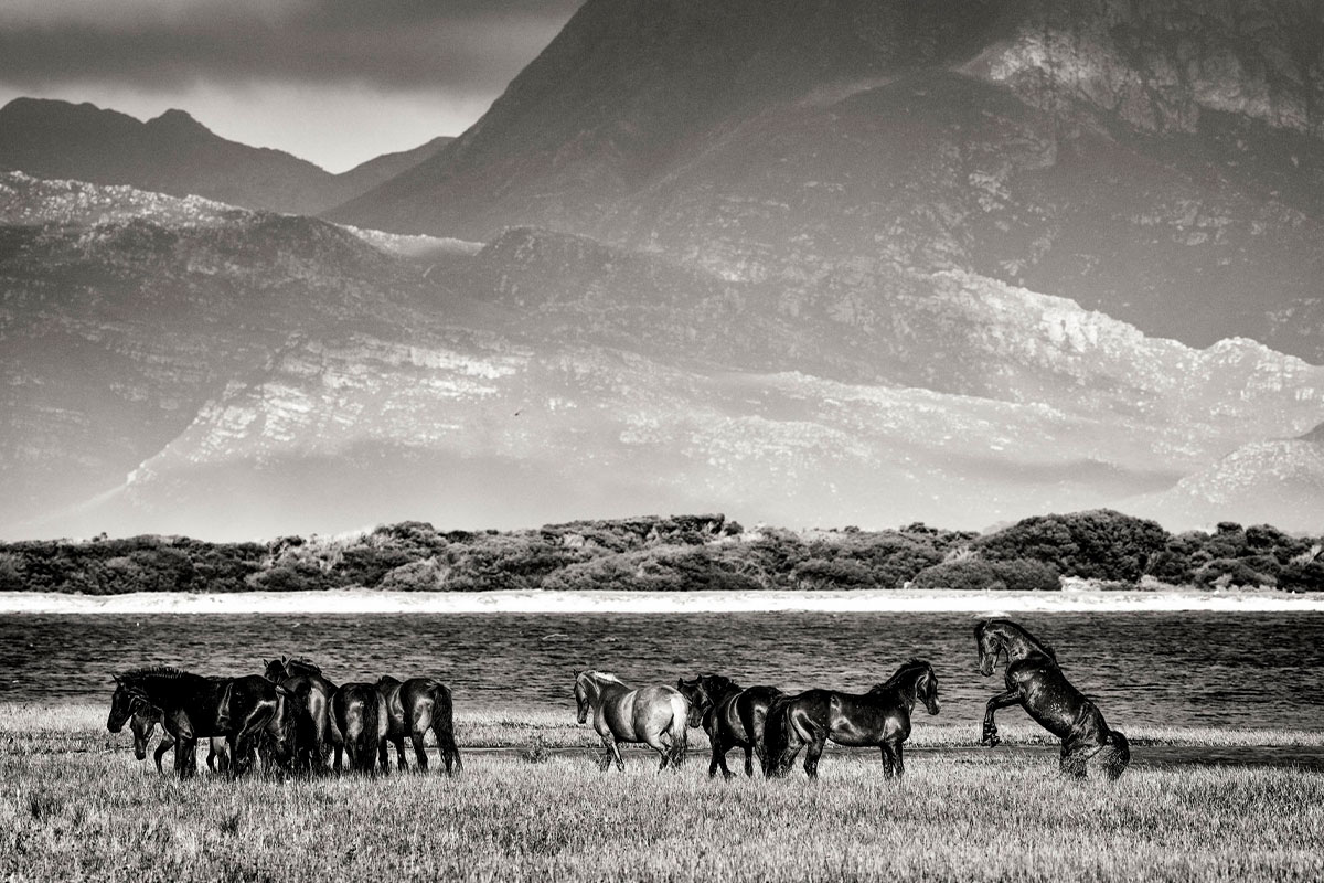 My 30 Black And White Photographs Of South Africa’s Majestic Wild