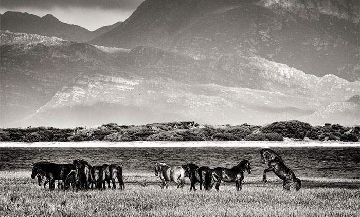My 30 Black And White Photographs Of South Africa’s Majestic Wild Horses