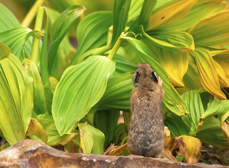 "These Look Particularly Yummy!"