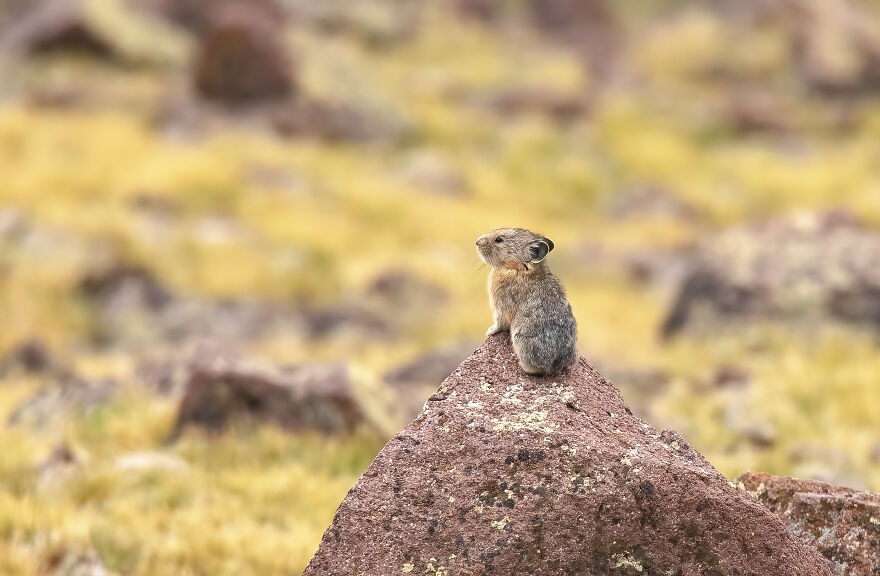 A Young Pika