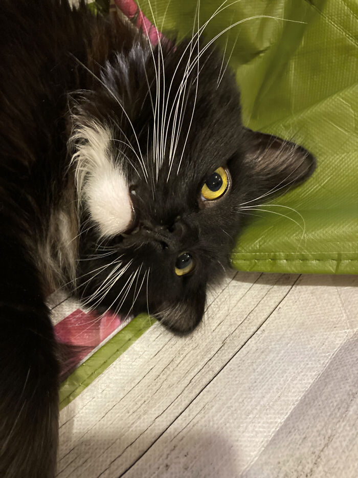 "Felt Cute, Might Zoomies At 3am Across The Hardwood Floors Tho" -Preacher, Tuxedo Cat