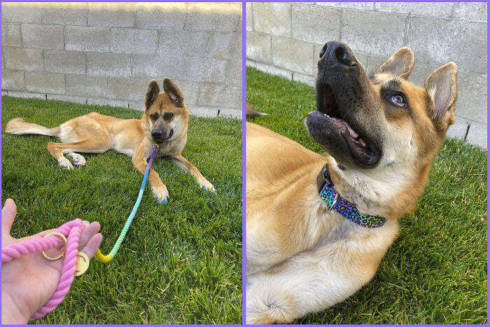 Pride Pupper Stilgar! I Strive To Love Others As Stilgar Loves: Unconditionally, Regardless Of Race, Religion, Orientation, Or Gender. Well, Both Of Us Dislike Bigots, Homophobes, And Transphobes Though ;)