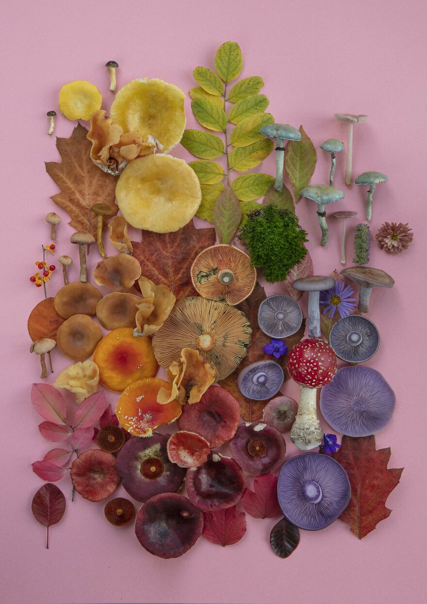 Celebrating Nature's Masterpiece: Stunning Mushroom Flatlays Curated Straight From The Woods By Moritz Schmid