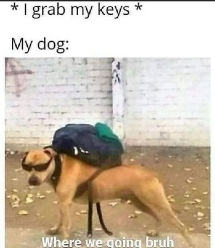 Dog wearing sunglasses and backpack, looking ready for an outing; a relatable meme expression.