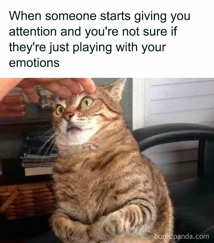 Relatable meme of a surprised cat being petted, capturing uncertainty and mixed emotions.