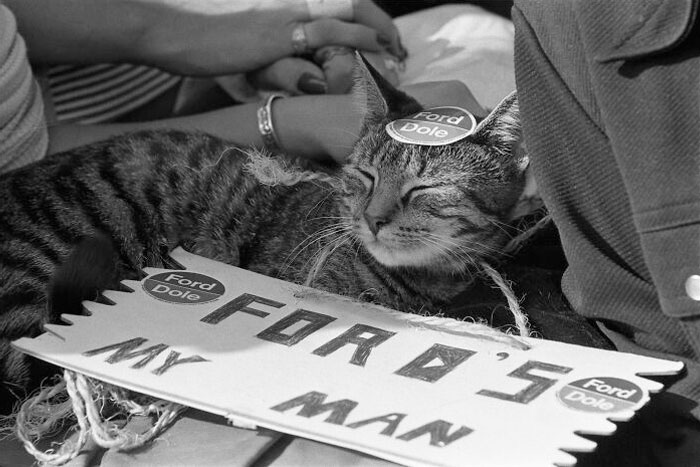 A Cat Wearing A Ford's My Man Sign At A Campaign Rally For President Gerald R. Ford, October 13, 1976
