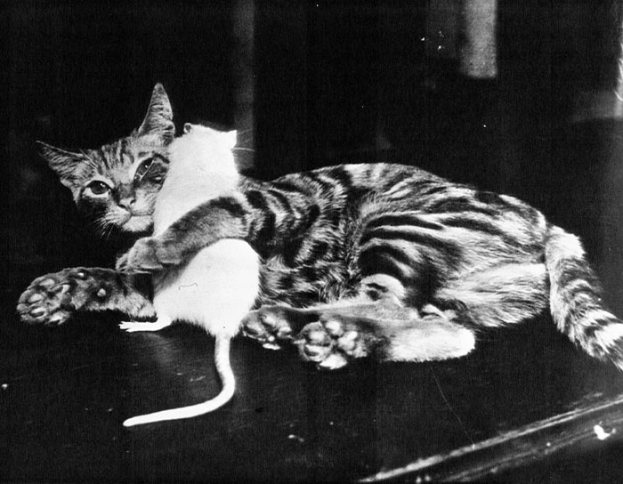 Surprising Friendship. Minnie Cat And Mike White Mouse In A Tender Attitude