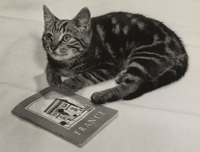 This Tiger Kitten Was Given To A Group Of Coast Guardsmen By Children At Salerno. She Was Adopted, Proclaimed Mascot For A Coast Guard-Manned LST, And Christened "Dee-Day"