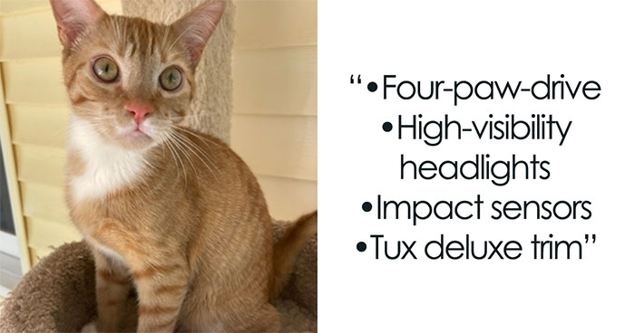 These 12 Shelter Cats Are Advertised As Cars For Sale, And The Result Is Hilarious