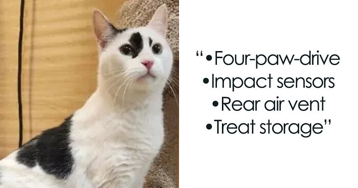 These 12 Shelter Cats Are Advertised As Cars For Sale, And The Result Is Hilarious