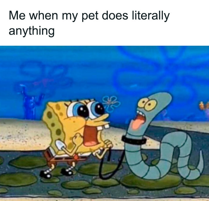 Spongebob walking his pet meme