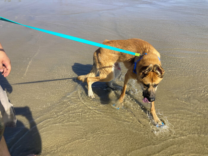 Turns Out My Disabled Dog Stilgar Loves The Beach!! (Distemper Survivor With Myoclonus)